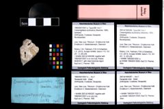 Foto (Objket + Etiketten) von Decapoda indet. 